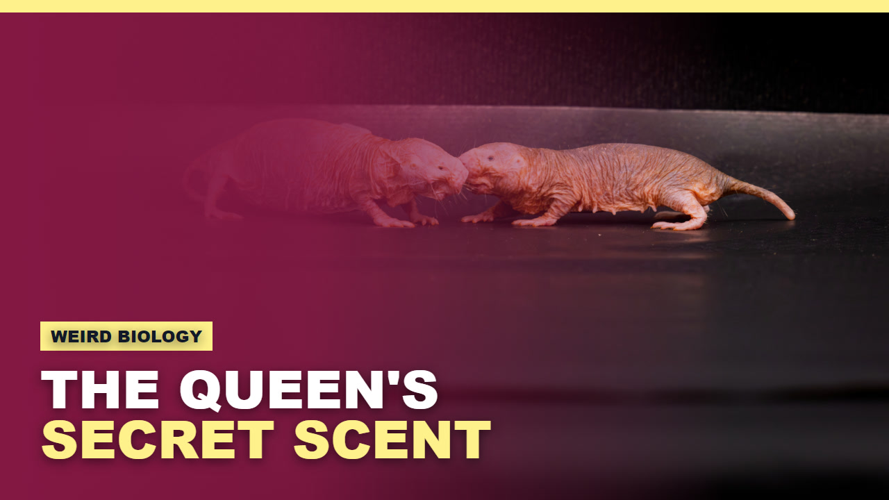 Two naked mole-rats nose to nose beneath a headline about the queen's chemical signal
